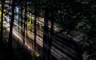 Картинка лучи солнца, лес, деревья