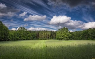 Картинка лес, зелень, небо, облака, трава