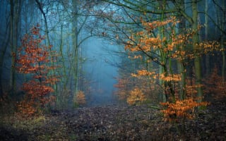 Картинка Radoslaw Dranikowski, лес, осень