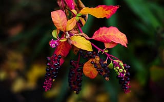 Картинка осень, лаконос, листья, растение, макро