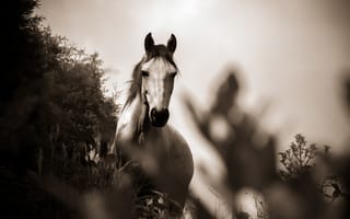 Картинка лошади, монохром
