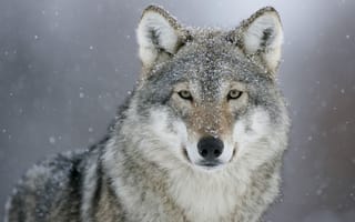 Картинка волк, серый, gray wolf, снег, морда, grey, зима