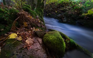Картинка осень, поток, лес, пейзаж, листья, Норвегия, мох, природа, деревья, ручей, камни