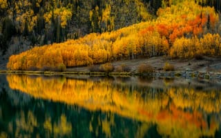 Картинка осень, лес, Doug Shearer, Колорадо, США, отражение, река, пейзаж