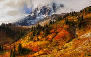 Картинка осень, Вашингтон, национальный парк, деревья, США, гора, Mount Rainier, Doug Shearer