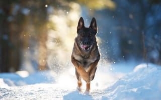Картинка Анастасия Ветковская, снег, пёс, бег, зима, животное, природа, собака