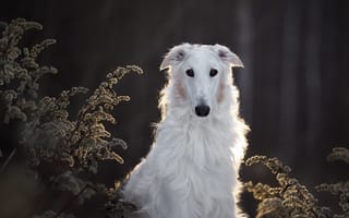 Картинка Анастасия Ветковская, пёс, собака, травы, животное, русская борзая, природа