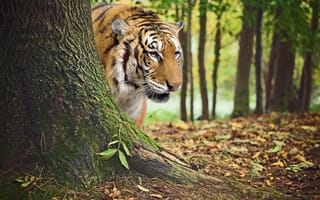 Картинка тигр, фотоманипуляция, осень, лес
