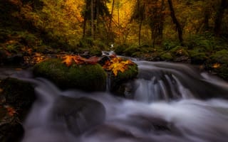 Картинка осень, природа, Doug Shearer, лес, деревья, водопад, листва, пейзаж, камни, мох