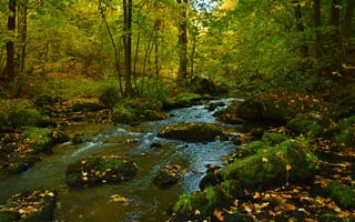Картинка лес, камни, листья, ручей