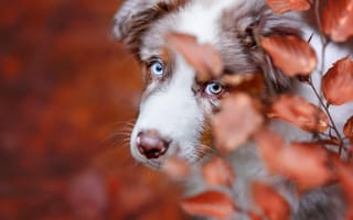 Картинка животное, ветки, взгляд, голова, австралийская овчарка, аусси, пёс, природа, собака, листья, осень