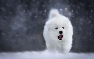 Картинка животное, детёныш, собака, пёс, боке, снег, щенок, самоед, зима, природа