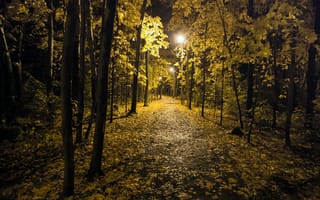 Картинка Ночь, огни, парк, осень, деревья