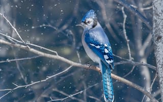 Картинка Голубая, снег, сойка, зима, ветка, птица