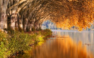 Картинка природа, осень, парк, пруд, деревья, берег