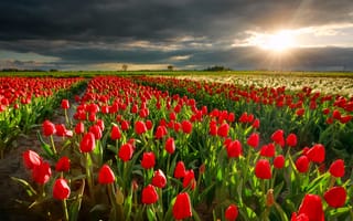 Картинка поле, пейзаж, солнце, тюльпаны, природа, Голландия, вечер, закат, лучи, весна, тучи, цветы
