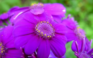 Картинка Фиолетовые, лепестки, макро, весна, цветы