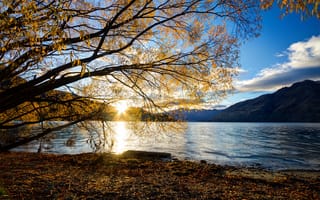 Картинка осень, лучи, природа, утро, пейзаж, горы, Новая Зеландия, солнце, Уакатипу, озеро, дерево, ветки