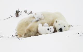 Картинка белый медведь, милый, пушистый, детёныш