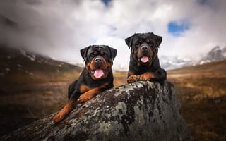 Картинка собаки, природа, горы