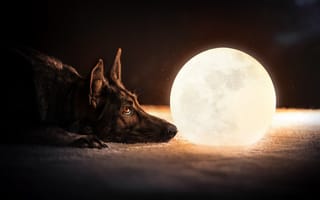 Картинка Пес, перед светящимся шаром