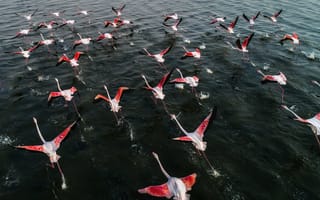Картинка фламинго, птицы мира, полет