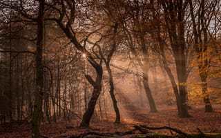Картинка Лес, Лучи света, Деревья, Природа, Осень