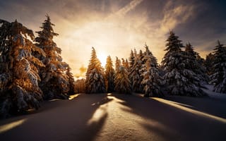 Картинка зима, Robert Didierjean, природа, пейзаж, закат, снег, деревья, тени, ели