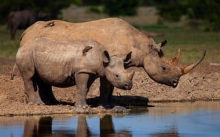 Картинка Носороги, Животные, Двое