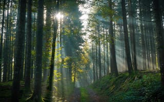 Картинка Лес, Природа, Туман, Лучи света, Деревья