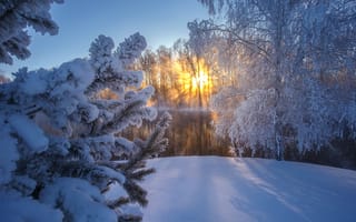 Обои природа, Андрей Базанов, пейзаж, деревья, Алтай, река, солнце, ель, зима, снег, закат, иней