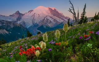 Обои природа, трава, Штат Вашингтон, Washington State, гора Рейнир, цветы, Mount Rainier National Park, Каскадные горы, пейзаж, Mount Rainier, Cascade Range, луг, склон, горы, Национальный парк Маунт-Рейнир