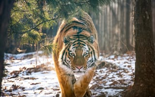 Картинка Тигр, Лес, хищник