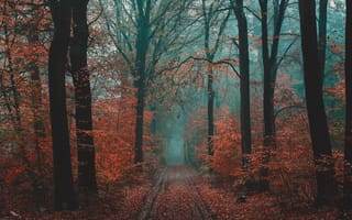 Картинка лес, туман, природа, тропинка, осень