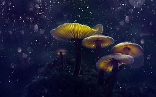 Картинка Волшебные, грибы