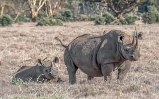 Картинка животное, большой, носорог