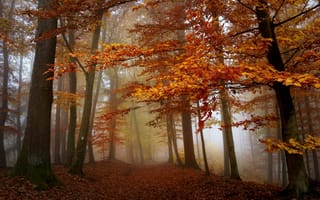 Обои лес, осень, туман