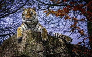 Картинка тигр, камни, лежит