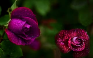 Обои розы, дождь, капли