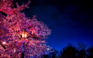 Картинка сакура, цветет, вечер, фонарь, цветы, весн