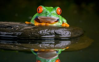 Картинка Камни, Отражение, Животные, Водаб Лягушка, red-eyed treefrog