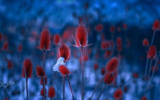 Картинка Mevludin Sejmenovic, Blue, Red, Plants