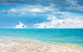 Картинка пейзаж, океан, небо, чайки
