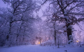 Картинка зима, снег, лес