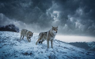 Картинка волки, снег, зима