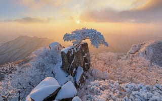 Картинка зима, сосна, Nathaniel Merz, горы, скалы, пейзаж