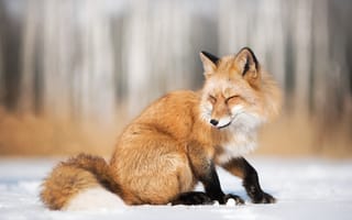 Картинка природа, лисица, животное, зима, лиса, снег