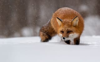 Обои природа, зима, лиса, лисица, снег, животное