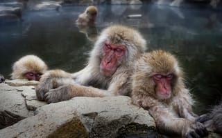 Картинка Обезьяны, Вода, Japanese macaque, Животные