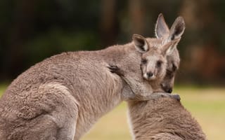 Обои животное, кенгуру, австралия